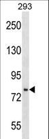 JADE3 / PHF16 Antibody - PHF16 Antibody western blot of 293 cell line lysates (35 ug/lane). The PHF16 antibody detected the PHF16 protein (arrow).