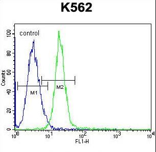 JAG1 / Jagged 1 Antibody - JAG1 Antibody flow cytometry of K562 cells (right histogram) compared to a negative control cell (left histogram). FITC-conjugated goat-anti-rabbit secondary antibodies were used for the analysis.