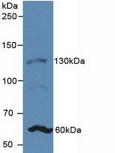 JAG1 / Jagged 1 Antibody - Western Blot; Sample: Rat Uterus Tissue.