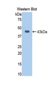 JAG1 / Jagged 1 Antibody - Western blot of recombinant JAG1 / Jagged 1.  This image was taken for the unconjugated form of this product. Other forms have not been tested.