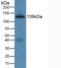 JAG1 / Jagged 1 Antibody - Western Blot; Sample: Rat Uterus Tissue.