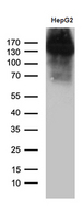 JAG1 / Jagged 1 Antibody - Western blot analysis of extracts. (35ug) from HepG2 cell line by using anti-JAG1 monoclonal antibody. (1:500)