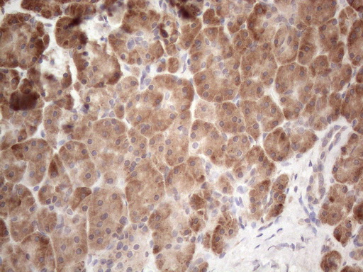 JAG1 / Jagged 1 Antibody - Immunohistochemical staining of paraffin-embedded Human pancreas tissue within the normal limits using anti-JAG1 mouse monoclonal antibody. (Heat-induced epitope retrieval by 1mM EDTA in 10mM Tris buffer. (pH8.5) at 120°C for 3 min. (1:150)
