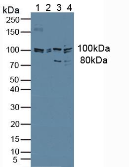 JAG1 / Jagged 1 Antibody - Western Blot; Sample: Lane1: Human Hela Cells; Lane2: Human 293T Cells; Lane3: Porcine Liver Tissue; Lane4: Mouse Liver Tissue.