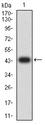 JAG1 / Jagged 1 Antibody - Western blot analysis using CD339 mAb against human CD339 (AA: extra 47-212) recombinant protein. (Expected MW is 44.6 kDa)