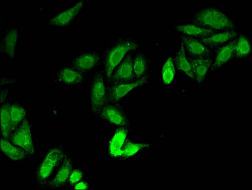 JAG1 / Jagged 1 Antibody - Immunofluorescent analysis of HepG2 cells using JAG1 Antibody at a dilution of 1:100 and Alexa Fluor 488-congugated AffiniPure Goat Anti-Rabbit IgG(H+L)