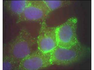 JAG1 / Jagged 1 Antibody - Immunofluorescence - Jagged-1 Antibody. Immunofluorescence microscopy using Protein A purified anti-Jagged-1 antibody of human corneal epithelial cells. Primary antibody was used at a 1:500 dilution. The Jagged1 (green staining) is localized to the cytoplasm and is consistent with reports in the literature. The nucleus is stained with Bis benzimide (blue). Personal Communication. Aihua Ma, Univdersity of Cardiff.