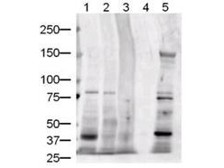 JAG1 / Jagged 1 Antibody - Anti-Jagged-1 Antibody - Western Blot. Western blot of Protein A purified anti-Jagged-1 antibody shows detection of Jagged-1 protein in various whole cell lysates: human brain (lane 1), human kidney (lane 2), human liver (lane 3), and mouse liver (lane 5). Lane 4 contained sample buffer only. The band at ~134 kD in lane 5 is believed to be Jagged-1 precursor. The identity of minor reactive bands is unknown. Each lane contains approximately 20 ug of lysate. Primary antibody was used at a 1:500 dilution. The membrane was washed and reacted with a 1:5000 dilution of HRP conjugated Gt-a-Rabbit IgG. Exposure time was 1 min. Predicted molecular weight is 134 kD.