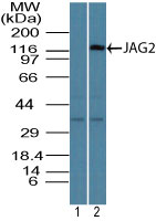 JAG2 / Jagged-2 Antibody - Western blot of JAG2 in mouse thymus lysate using 1) pre bleed at 1:5000 dilution and 2) Polyclonal Antibody to JAG2 at 7 ug/ml. Goat anti-rabbit Ig HRP secondary antibody, and PicoTect ECL substrate solution, were used for this test.