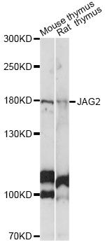 JAG2 / Jagged-2 Antibody - Western blot analysis of extracts of various cell lines, using JAG2 antibody at 1:1000 dilution. The secondary antibody used was an HRP Goat Anti-Rabbit IgG (H+L) at 1:10000 dilution. Lysates were loaded 25ug per lane and 3% nonfat dry milk in TBST was used for blocking. An ECL Kit was used for detection and the exposure time was 90s.