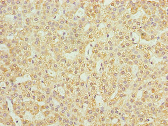 JAGN1 Antibody - Immunohistochemistry of paraffin-embedded human adrenal gland tissue using JAGN1 Antibody at dilution of 1:100