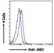 JAK2 Antibody - JAK2 antibody flow cytometric analysis of paraformaldehyde fixed K562 cells (blue line), permeabilized with 0.5% Triton. Primary incubation 1hr (10ug/ml) followed by Alexa Fluor 488 secondary antibody (0.4ug/ml). IgG control: Unimmunized goat IgG (black line) followed by Alexa Fluor 488 secondary antibody.