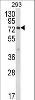 JAKMIP1 Antibody - Western blot of JAKMIP1 Antibody in 293 cell line lysates (35 ug/lane). JAKMIP1 (arrow) was detected using the purified antibody.