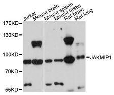 JAKMIP1 Antibody - Western blot analysis of extracts of various cell lines, using JAKMIP1 antibody at 1:3000 dilution. The secondary antibody used was an HRP Goat Anti-Rabbit IgG (H+L) at 1:10000 dilution. Lysates were loaded 25ug per lane and 3% nonfat dry milk in TBST was used for blocking. An ECL Kit was used for detection and the exposure time was 90s.