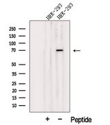 JAKMIP1 Antibody - Western blot analysis of extracts of HEK293 cells using JAKMIP1 antibody. The lane on the left was treated with blocking peptide.
