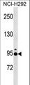 JAKMIP2 Antibody - JAKMIP2 Antibody western blot of NCI-H292 cell line lysates (35 ug/lane). The JAKMIP2 antibody detected the JAKMIP2 protein (arrow).