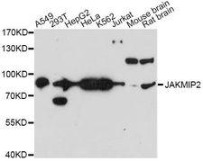 JAKMIP2 Antibody - Western blot analysis of extracts of various cell lines, using JAKMIP2 antibody at 1:3000 dilution. The secondary antibody used was an HRP Goat Anti-Rabbit IgG (H+L) at 1:10000 dilution. Lysates were loaded 25ug per lane and 3% nonfat dry milk in TBST was used for blocking. An ECL Kit was used for detection and the exposure time was 30s.