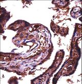 JAM2 Antibody - JAM2 Antibody immunohistochemistry of formalin-fixed and paraffin-embedded human placenta tissue followed by peroxidase-conjugated secondary antibody and DAB staining.