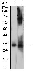 JAM2 Antibody - Western blot analysis using CD322 mouse mAb against Ramos (1) and HepG2 (2) cell lysate.