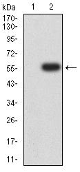 JAM2 Antibody - Western blot analysis using CD322 mAb against HEK293 (1) and CD322 (AA: extra 29-238)-hIgGFc transfected HEK293 (2) cell lysate.