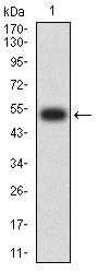 JAM2 Antibody - Western blot analysis using CD322 mAb against human CD322 (AA: extra 29-238) recombinant protein. (Expected MW is 53.3 kDa)