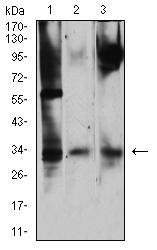 JAM2 Antibody - Western blot analysis using CD322 mouse mAb against NIH/3T3 (1), Ramos (2), and HepG2 (3) cell lysate.