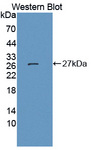 JAM3 Antibody - Western blot of JAM3 antibody.
