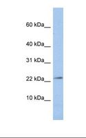 JAM3 Antibody - HepG2 cell lysate. Antibody concentration: 1.0 ug/ml. Gel concentration: 10-20%.  This image was taken for the unconjugated form of this product. Other forms have not been tested.
