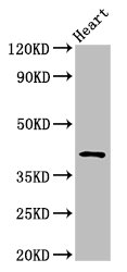 JAM3 Antibody - Positive Western Blot detected in Rat heart tissue. All lanes: JAM3 antibody at 2.5 µg/ml Secondary Goat polyclonal to rabbit IgG at 1/50000 dilution. Predicted band size: 36, 30 KDa. Observed band size: 45 KDa