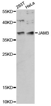 JAM3 Antibody - Western blot analysis of extracts of various cell lines, using JAM3 antibody at 1:1000 dilution. The secondary antibody used was an HRP Goat Anti-Rabbit IgG (H+L) at 1:10000 dilution. Lysates were loaded 25ug per lane and 3% nonfat dry milk in TBST was used for blocking. An ECL Kit was used for detection and the exposure time was 90s.