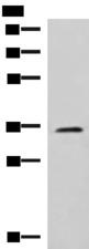 JAM3 Antibody - Western blot analysis of K562 cell lysate  using JAM3 Polyclonal Antibody at dilution of 1:1000