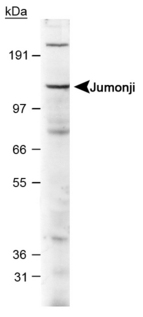 JARID2 / JMJ Antibody - Detection of jumonji protein in E16 mouse brain lysate using antibody at 2 ug/ml.  This image was taken for the unconjugated form of this product. Other forms have not been tested.