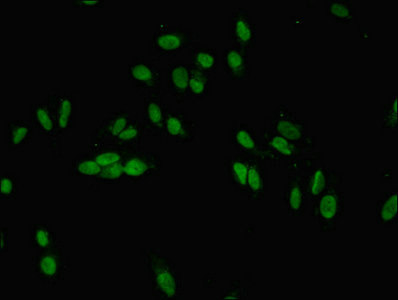 JARID2 / JMJ Antibody - Immunofluorescent analysis of Hela cells diluted at 1:100 and Alexa Fluor 488-congugated AffiniPure Goat Anti-Rabbit IgG(H+L)
