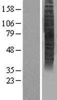 JCG1 / OR5P3 Protein - Western validation with an anti-DDK antibody * L: Control HEK293 lysate R: Over-expression lysate