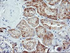 JCHAIN / Ig J Chain Antibody - IHC of paraffin-embedded Human Kidney tissue using anti-IGJ mouse monoclonal antibody.