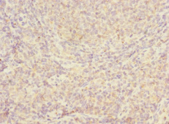 JCHAIN / Ig J Chain Antibody - Immunohistochemistry of paraffin-embedded human tonsil tissue at dilution 1:100