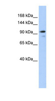 JEAP / AMOTL1 Antibody - AMOTL1 antibody Western blot of 293T cell lysate. This image was taken for the unconjugated form of this product. Other forms have not been tested.