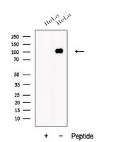 JEAP / AMOTL1 Antibody - Western blot analysis of extracts of HeLa cells using AMOTL1 antibody. The lane on the left was treated with blocking peptide.
