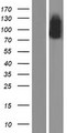 JEAP / AMOTL1 Protein - Western validation with an anti-DDK antibody * L: Control HEK293 lysate R: Over-expression lysate