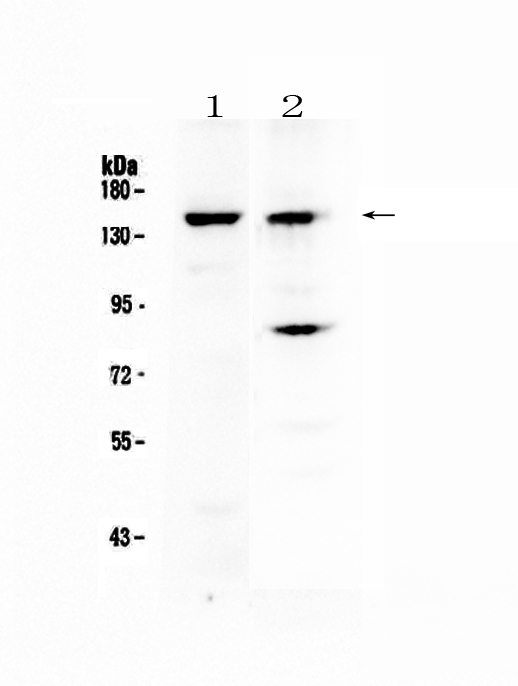 JHDM1A / KDM2A Antibody - Western blot - Anti-FBXL11 Picoband antibody