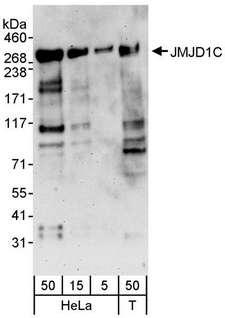 JMJD1C Antibody - Detection of Human JMJD1C by Western Blot. Samples: Whole cell lysate from HeLa (5, 15 and 50 ug) and 293T (T; 50 ug) cells. Antibodies: Affinity purified rabbit anti-JMJD1C antibody used for WB at 0.04 ug/ml. Detection: Chemiluminescence with an exposure time of 3 minutes.