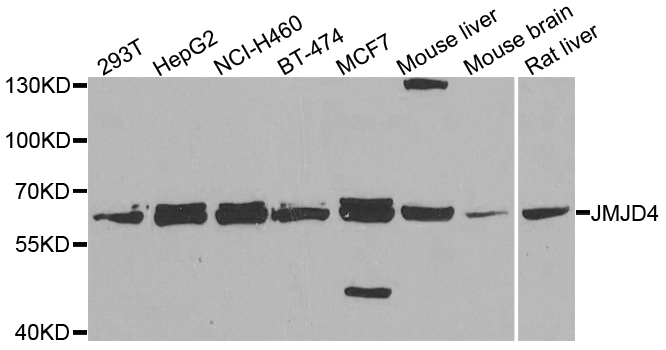 JMJD4 Antibody - Western blot analysis of extracts of various cell lines.