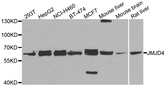 JMJD4 Antibody - Western blot analysis of extracts of various cell lines.