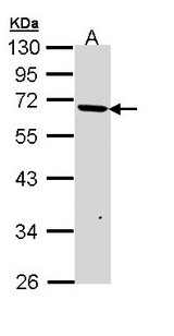 JMJD6 / PSR Antibody - Sample (30 ug of whole cell lysate). A: A431 . 10% SDS PAGE. JMJD6 / PSR antibody diluted at 1:1000.