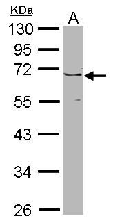 JMJD6 / PSR Antibody - Sample (30 ug of whole cell lysate). A: NIH-3T3. 10% SDS PAGE. PSR antibody. JMJD6 / PSR antibody diluted at 1:1000.