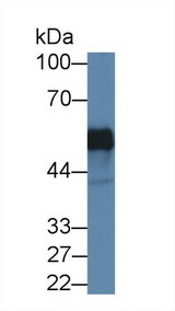 JMJD6 / PSR Antibody - Western Blot; Sample: Human K562 cell lysate; Primary Ab: 1µg/ml Rabbit Anti-Human PSR Antibody Second Ab: 0.2µg/mL HRP-Linked Caprine Anti-Rabbit IgG Polyclonal Antibody