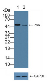 JMJD6 / PSR Antibody - Knockout Varification: Lane 1: Wild-type Hela cell lysate; Lane 2: PSR knockout Hela cell lysate; Predicted MW: 43~48kd Observed MW: 50kd Primary Ab: 1µg/ml Rabbit Anti-Human PSR Antibody Second Ab: 0.2µg/mL HRP-Linked Caprine Anti-Rabbit IgG Polyclonal Antibody