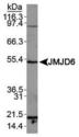 JMJD6 / PSR Antibody - JMJD6 Antibody - WB analysis of JMJD6 in A431 cell lysate.