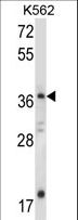 JMJD6 / PSR Antibody - JMJD6 Antibody western blot of K562 cell line lysates (35 ug/lane). The JMJD6 antibody detected the JMJD6 protein (arrow).