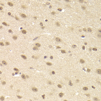 JMJD6 / PSR Antibody - Immunohistochemistry of paraffin-embedded mouse brain tissue.